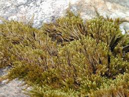 Attēlu rezultāti vaicājumam “Hygrohypnum luridum”