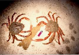 Image result for Maja brachydactyla