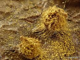 Attēlu rezultāti vaicājumam “Trichia ambigua”