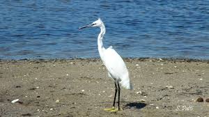 Attēlu rezultāti vaicājumam “Egretta garzetta”