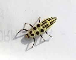 Attēlu rezultāti vaicājumam “Calvia decemguttata imago”