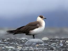 Attēlu rezultāti vaicājumam “Stercorarius parasiticus adult”