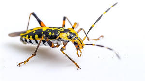 Attēlu rezultāti vaicājumam “Adomerus biguttatus”