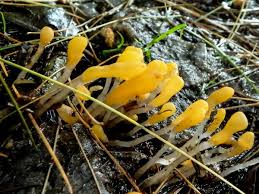 Attēlu rezultāti vaicājumam “Brefeldia maxima young”