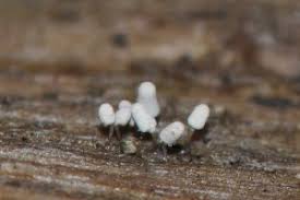 Attēlu rezultāti vaicājumam “Heterotrichia oerstedii (syn. Arcyria oerstedii) macro”