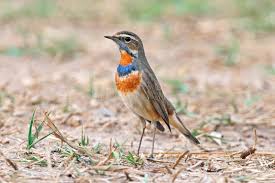 Attēlu rezultāti vaicājumam “Luscinia svecica adult”