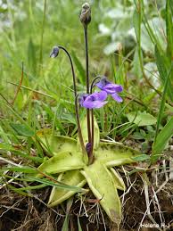 Attēlu rezultāti vaicājumam “Pinguicula vulgaris fruit”