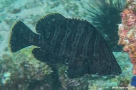 Image result for Dermatolepis inermis