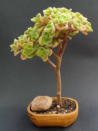 Image result for Aichryson