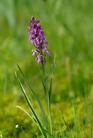 Attēlu rezultāti vaicājumam “Dactylorhiza traunsteineri”