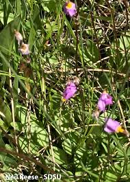 Attēlu rezultāti vaicājumam “Primulaceae”