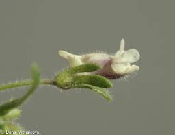 Attēlu rezultāti vaicājumam “Microrrhinum minus leaf”