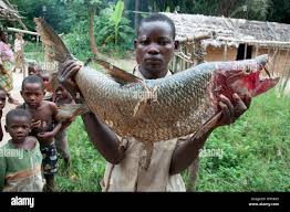 Image result for Goliath Tigerfish