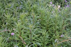 Image result for Aster lanceolatus