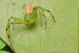 Attēlu rezultāti vaicājumam “Diaea dorsata male”