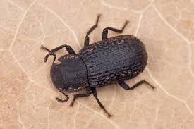 Attēlu rezultāti vaicājumam “Bolitophagus reticulatus”