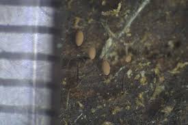 Attēlu rezultāti vaicājumam “Comatricha tenerrima stalked”