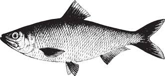 Image result for Clupea pallasii