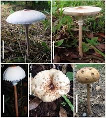 Attēlu rezultāti vaicājumam “Macrolepiota”