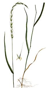 Attēlu rezultāti vaicājumam “Elymus caninus”