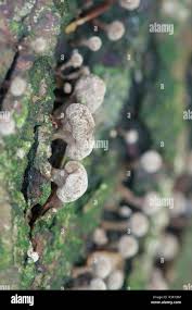 Attēlu rezultāti vaicājumam “Phleogena faginea stalked”