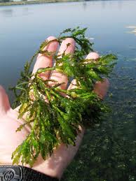 Attēlu rezultāti vaicājumam “Najas major”