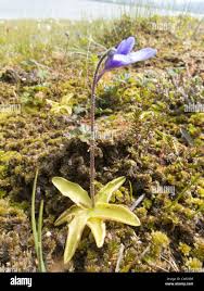Attēlu rezultāti vaicājumam “Pinguicula vulgaris”
