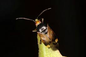 Attēlu rezultāti vaicājumam “Closterotomus biclavatus imago”