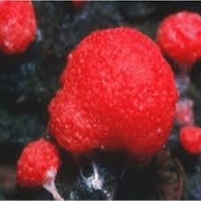 Attēlu rezultāti vaicājumam “Lindbladia tubulina spores”