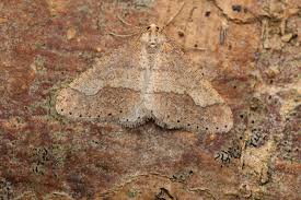 Attēlu rezultāti vaicājumam “Agriopis marginaria”