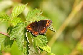 Attēlu rezultāti vaicājumam “Erebia aethiops underside”