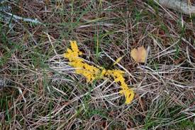 Attēlu rezultāti vaicājumam “Physarum virescens”