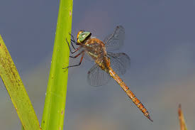 Attēlu rezultāti vaicājumam “Aeshna isoceles”