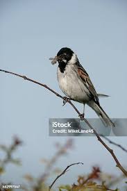 Attēlu rezultāti vaicājumam “Emberiza schoeniclus”