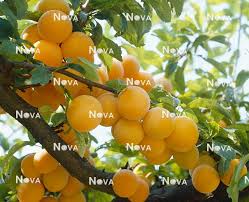 Attēlu rezultāti vaicājumam “Prunus domestica subsp. domestica”