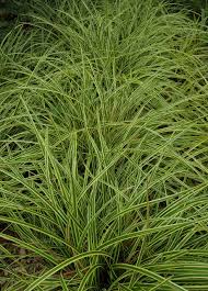 Attēlu rezultāti vaicājumam “Carex scandinavica”