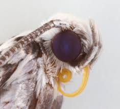 Attēlu rezultāti vaicājumam “Yponomeuta plumbella”