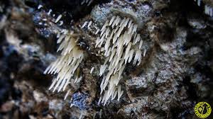 Attēlu rezultāti vaicājumam “Mucronella calva”