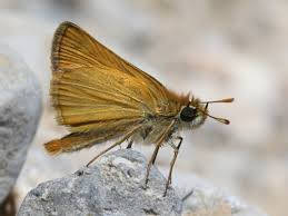 Attēlu rezultāti vaicājumam “Thymelicus sylvestris underside”