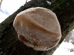Attēlu rezultāti vaicājumam “Phellinus pomaceus”
