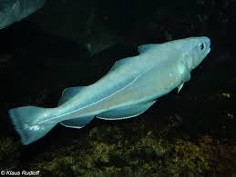 Image result for Merlangius merlangus