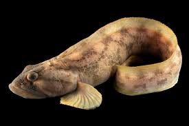 Image result for Zoarces americanus