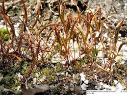 Attēlu rezultāti vaicājumam “Tortula subulata”