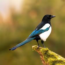 Attēlu rezultāti vaicājumam “Pica pica”