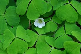 Attēlu rezultāti vaicājumam “Oxalis acetosella”