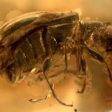 Attēlu rezultāti vaicājumam “Scaphisoma sp.”