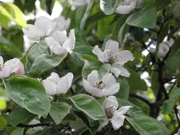 Attēlu rezultāti vaicājumam “Cydonia oblonga flower”