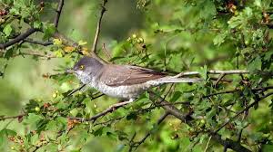 Attēlu rezultāti vaicājumam “Sylvia nisoria”