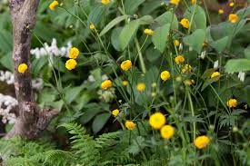 Attēlu rezultāti vaicājumam “Ranunculus acris flower”