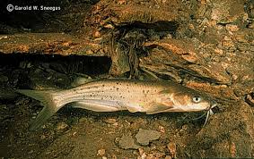 Image result for Ictalurus punctatus